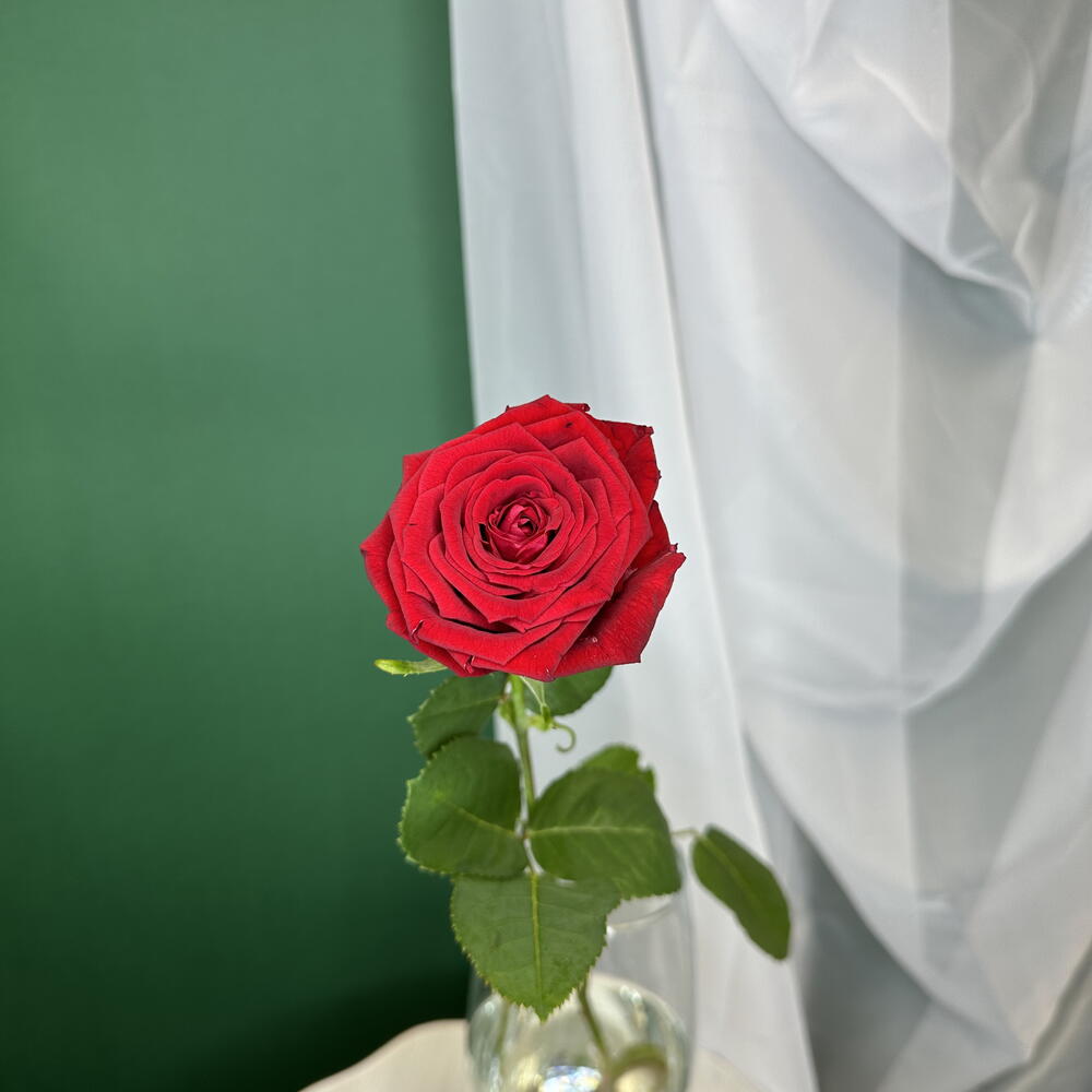 Роза 🌹 ♥️♥️🥰♥️