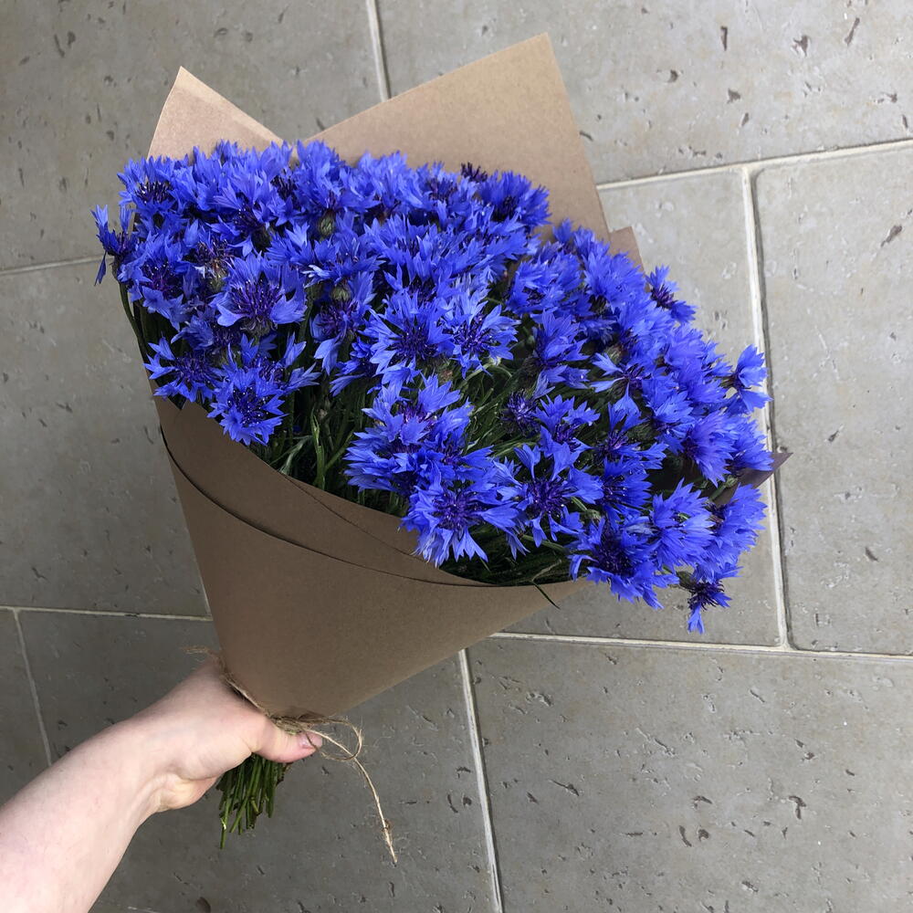 Васильки💐💐💐💐💐