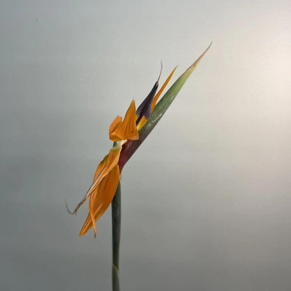 Стрелиция / Strelitzia