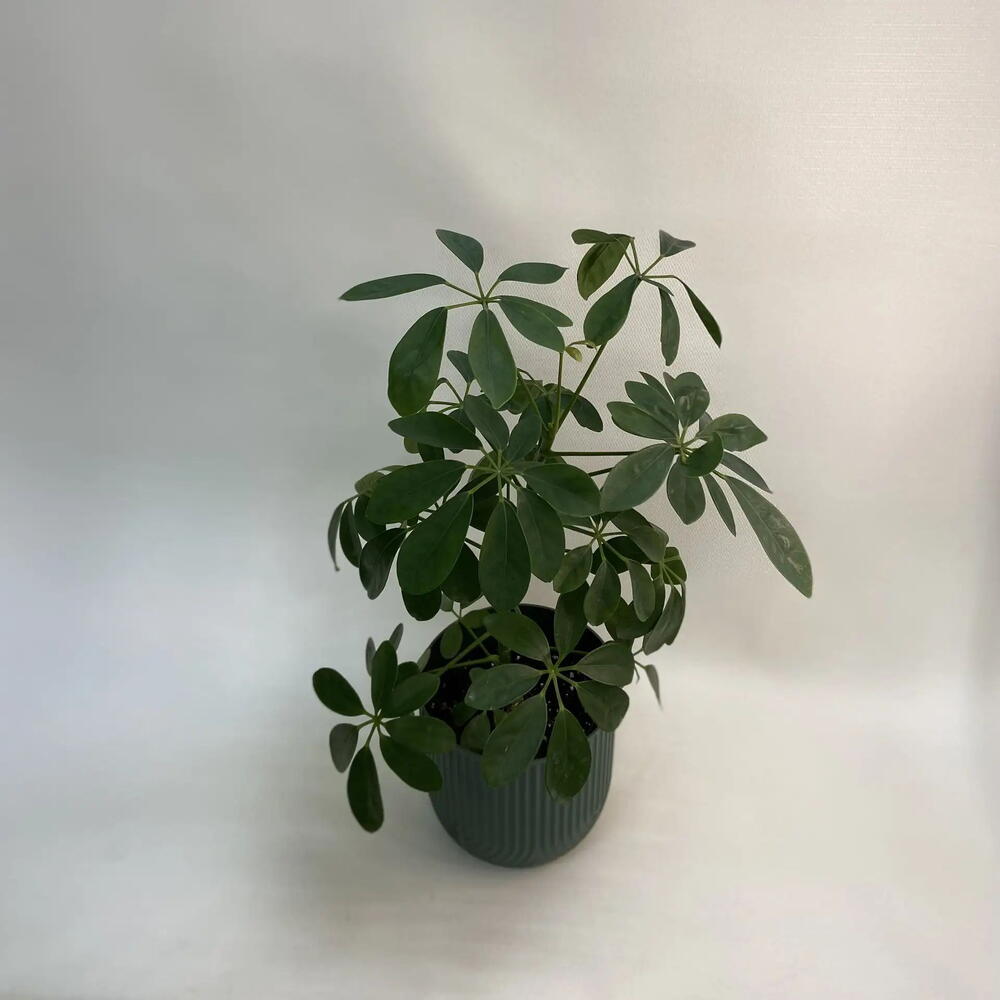 Шефлера древовидная Люсиан / Schefflera arboricola Luseane