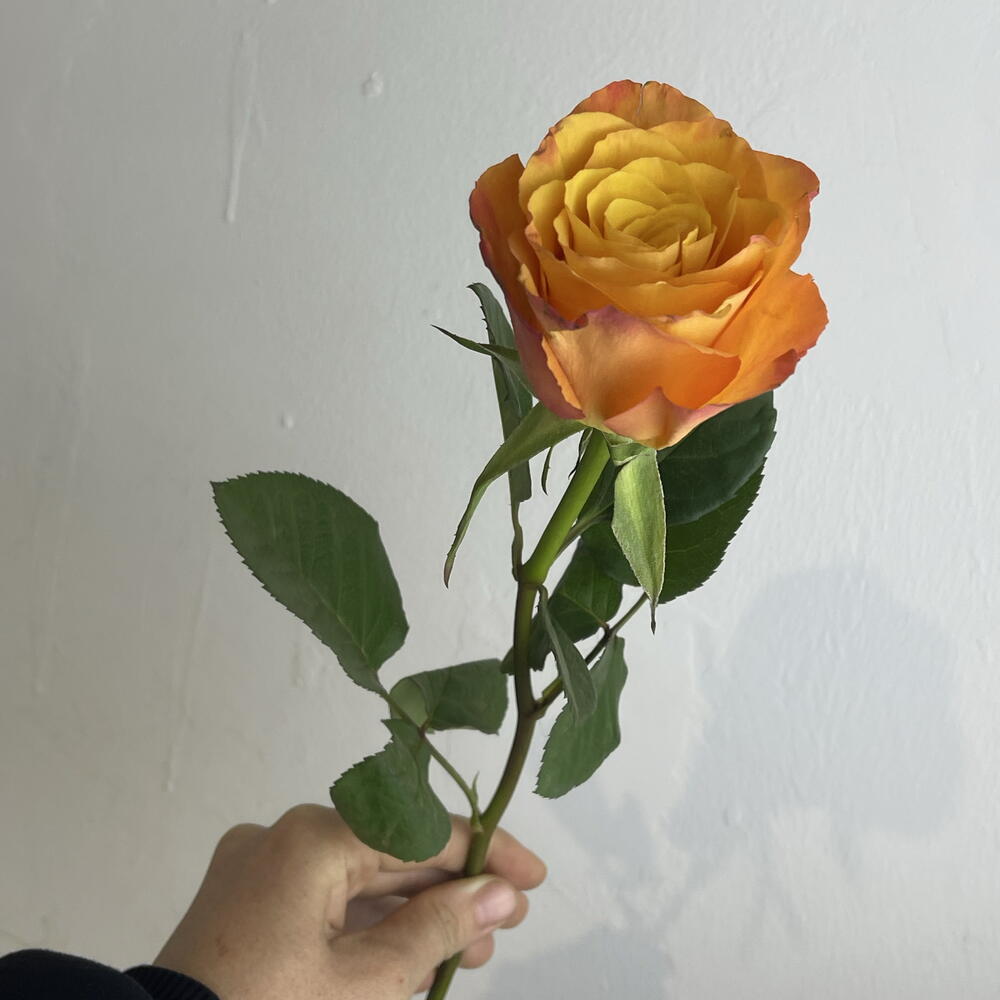 Роза рыжая 🧡
