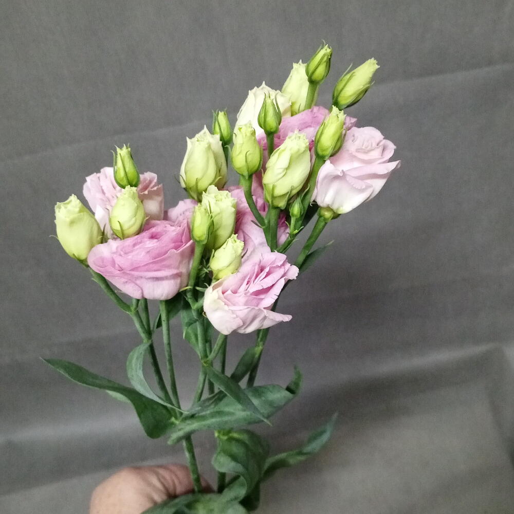 Эустома розовая