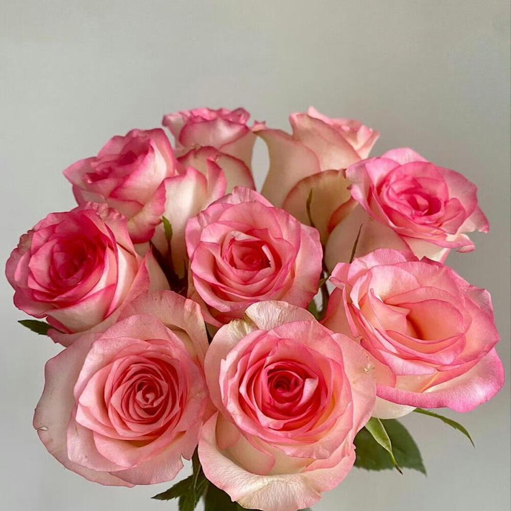 Розовые розы джумилия