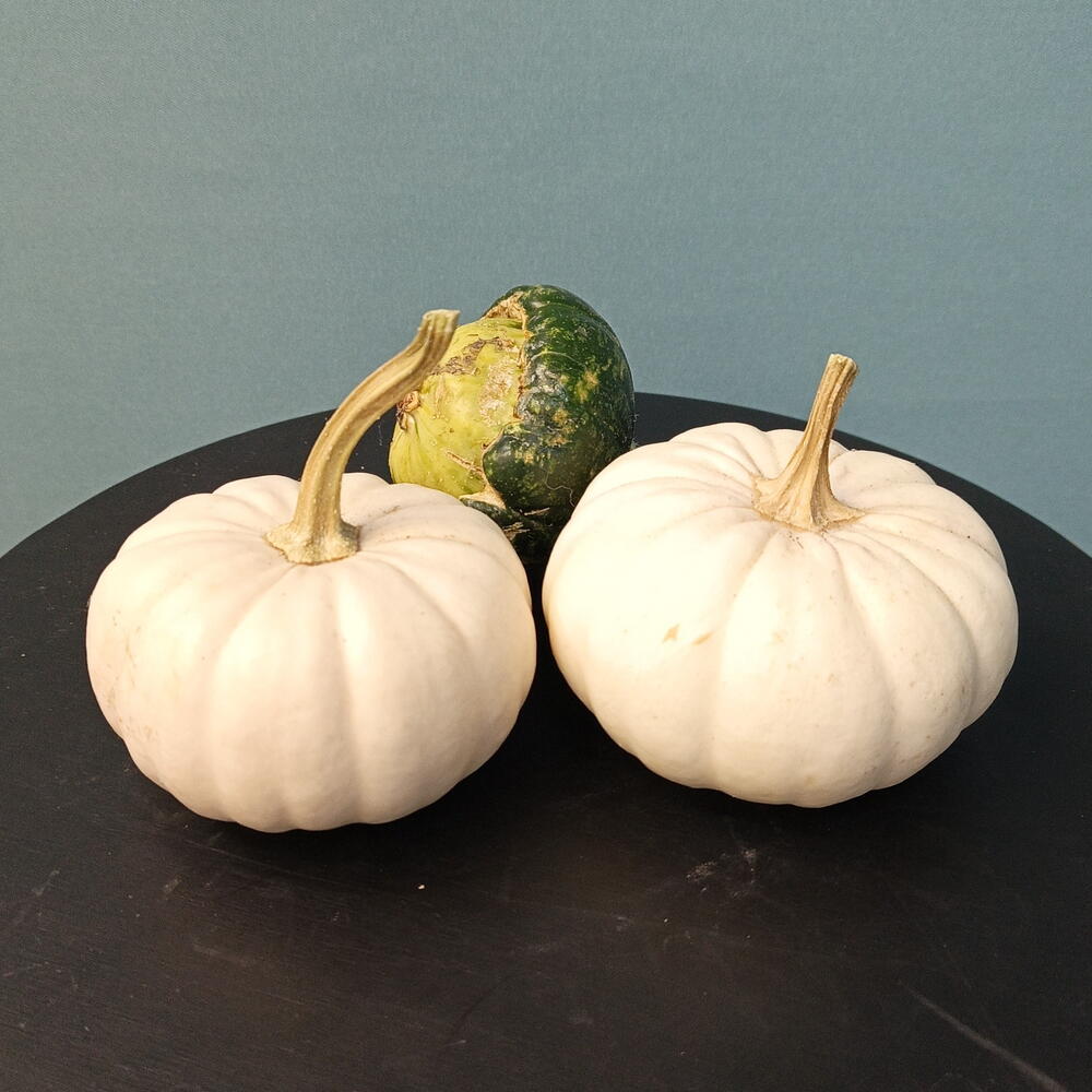 Три мини тыковки 🎃