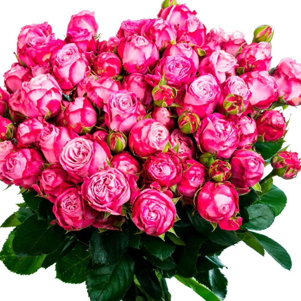 9 Пионовидных малиновых роз