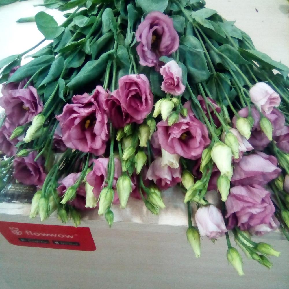 Эустома розовая