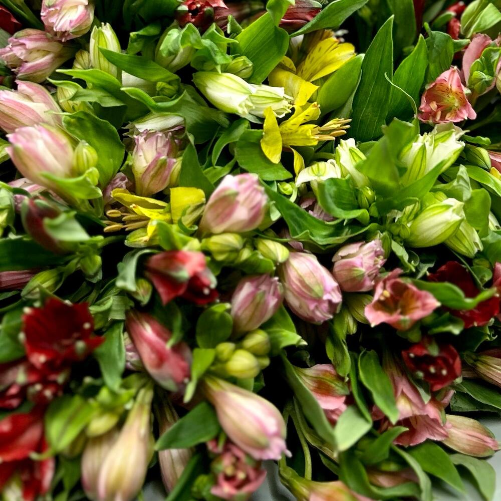 Голландская пышная Альстромерия 31шт