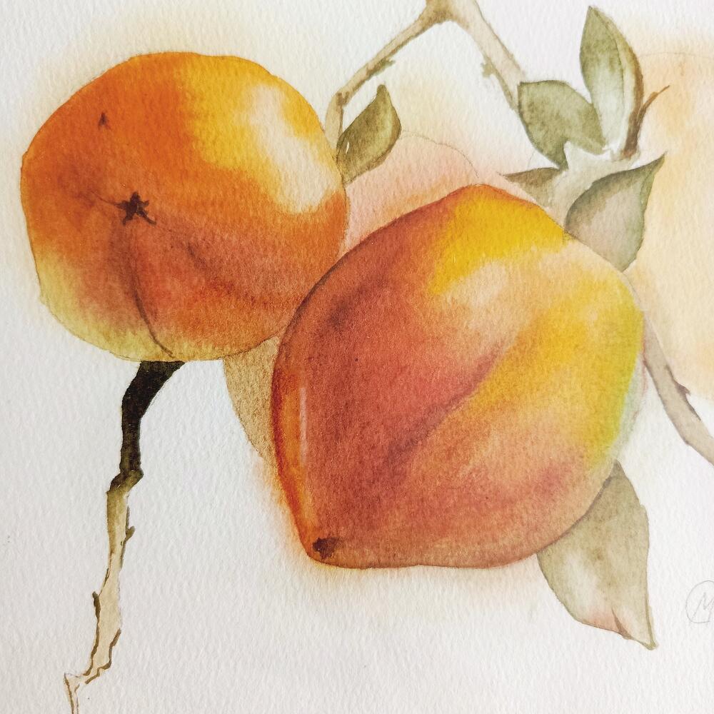Watercolor painting, persimmon. In the frame
