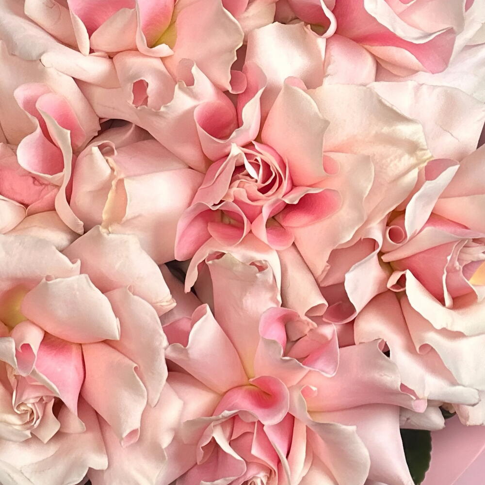 Классический букет из розовых французских роз 💕