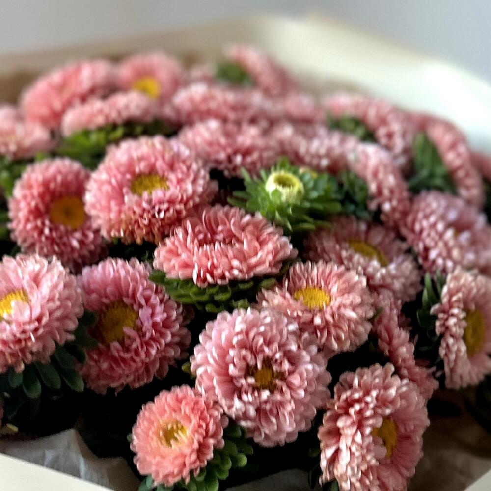 Сезонные астры 💐