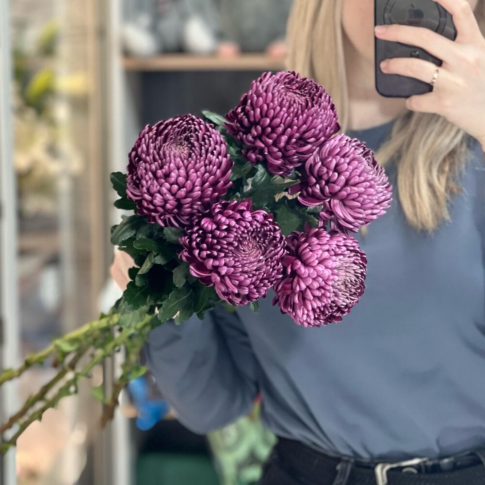 😍Моно хризантем сорта Бигуди 5 шт