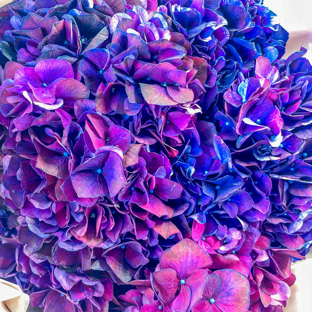 Lilac hydrangea