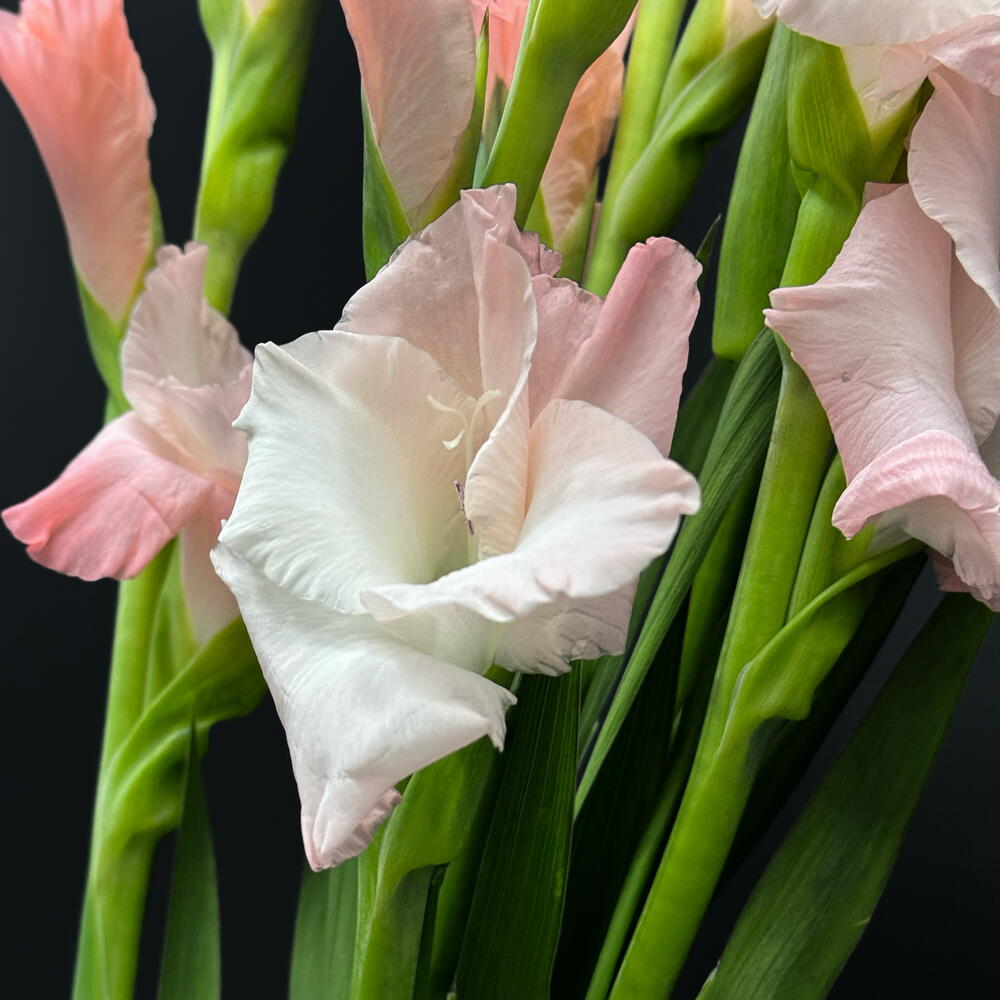 Гладиолусы розовые 7 шт