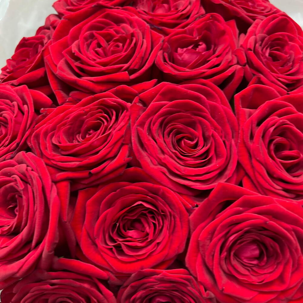 Моно букет из 25 бордовых роз ♥️
