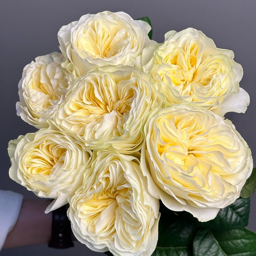 Роза Вайт Вувузела