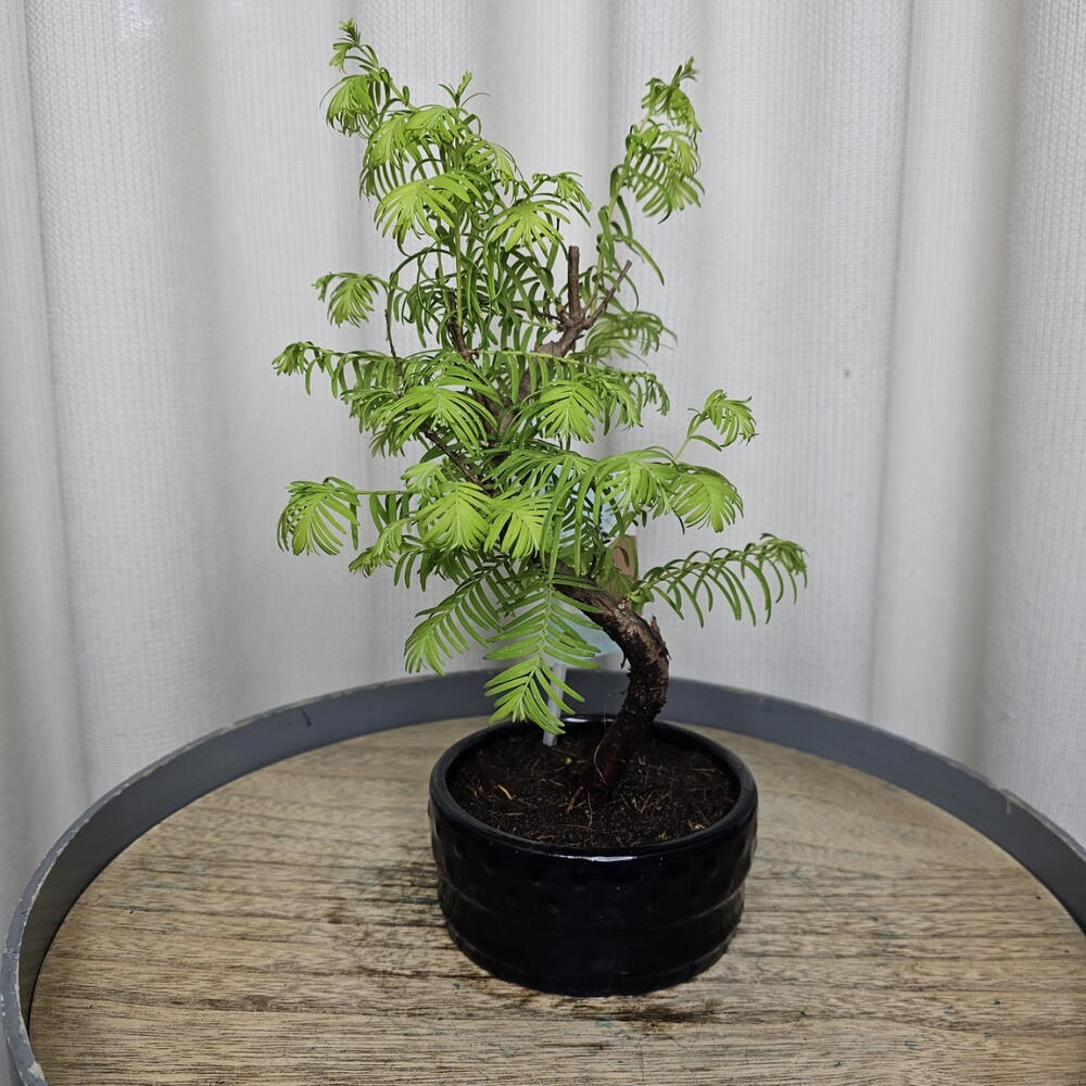 Бонсай Метасеквойя/Metasequoia