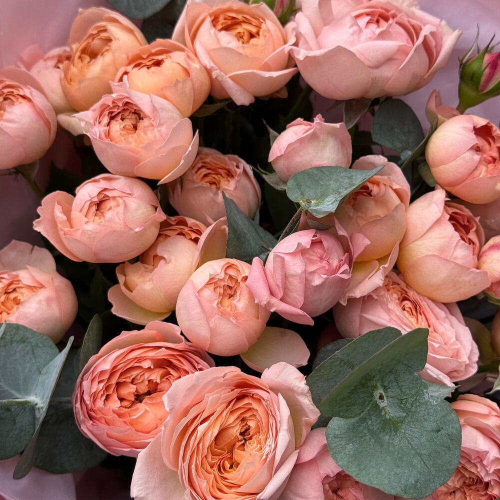 Rose Muse
