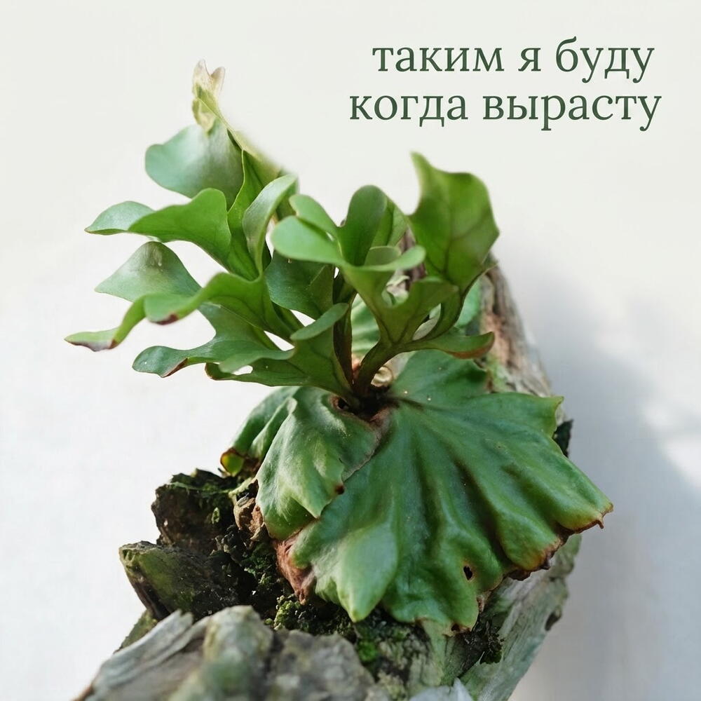 Платицериум ridleyi Dwarf compact Карликовый Ридли