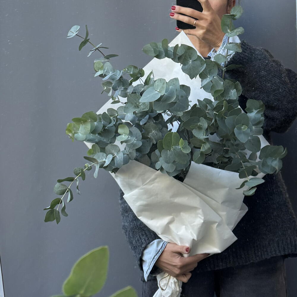 Эвкалипт