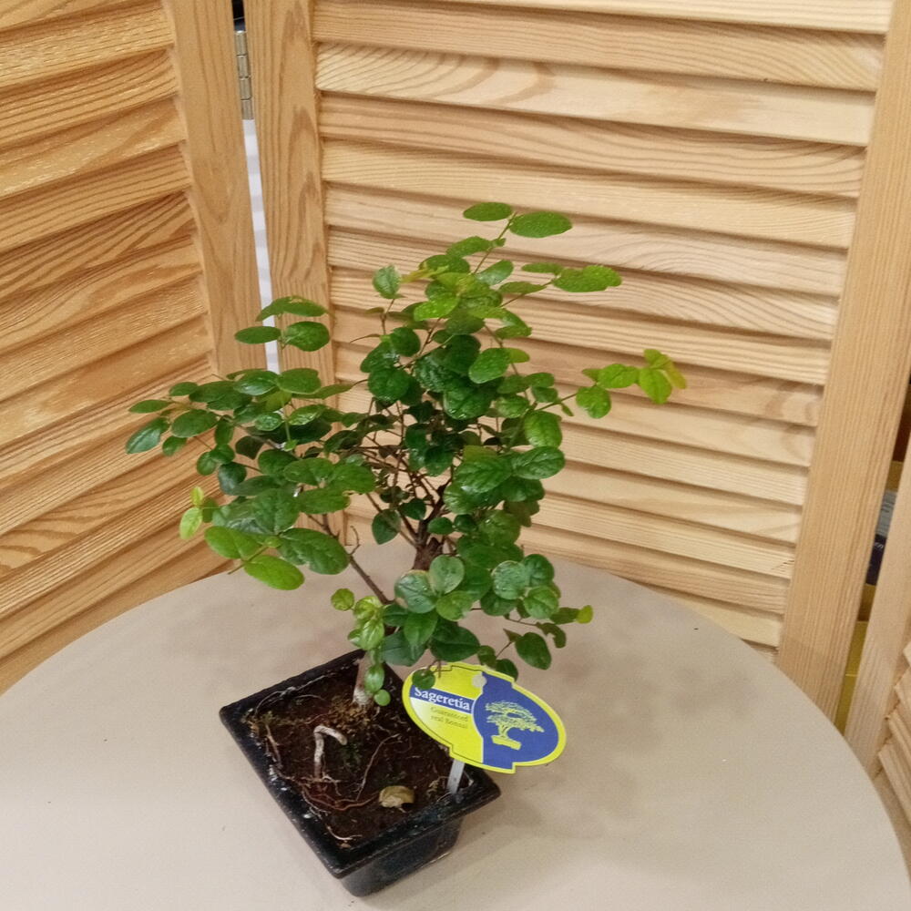 Бонсай (Sageretia)