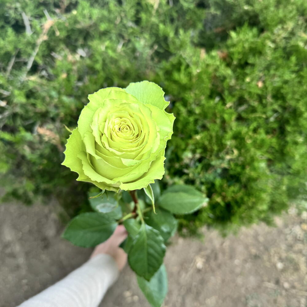 Роза Lemonade 80 см