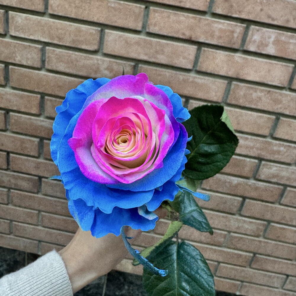 Роза Barbie Star 60 см