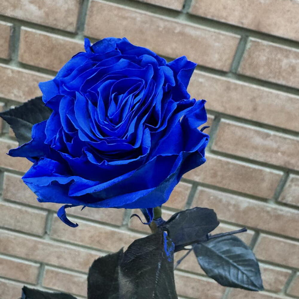 Роза Blue 60 см