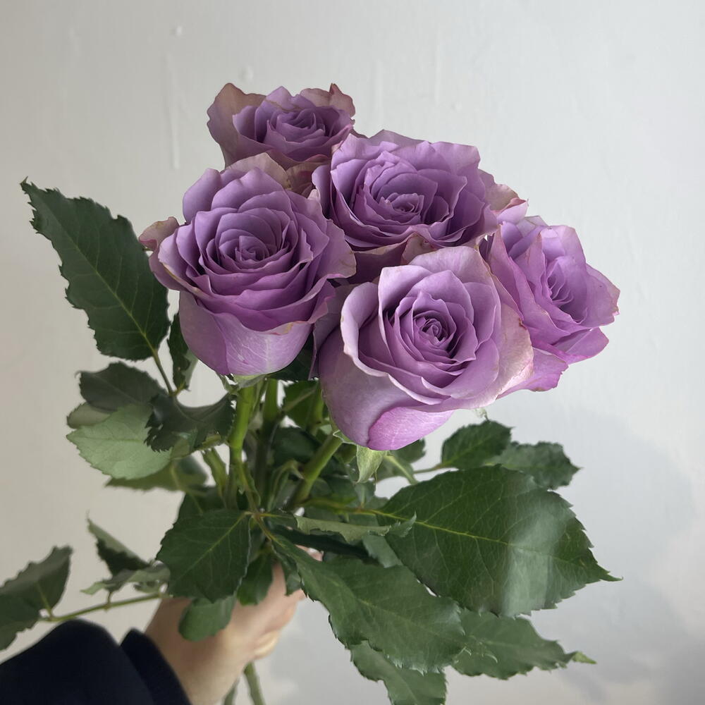 Розы фиолетовые 💜 5