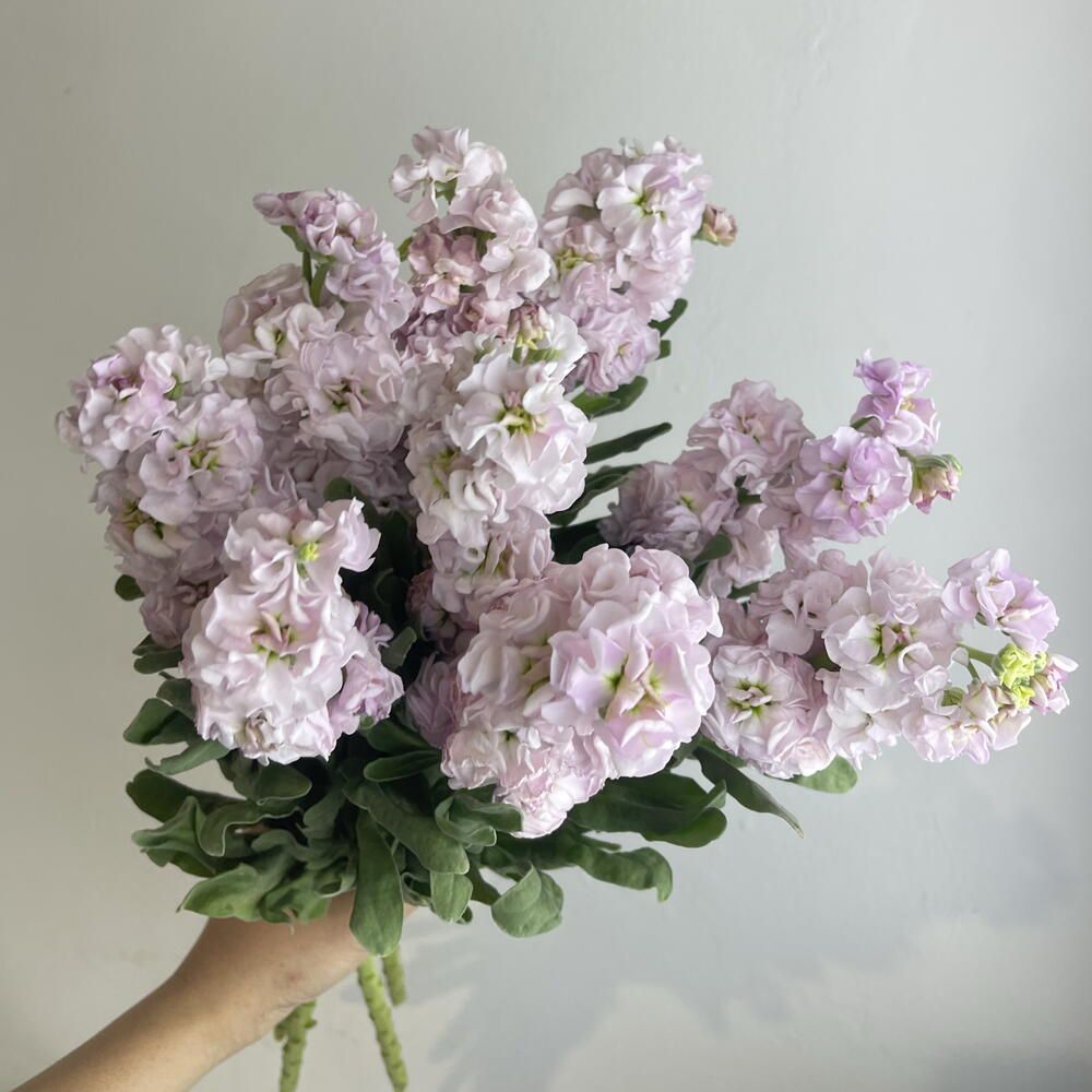 Метиолла 9