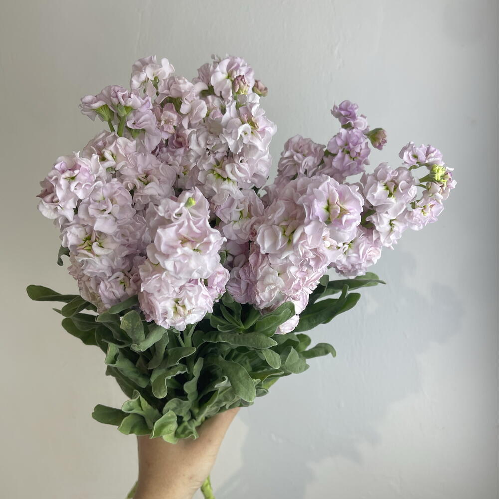 Метиолла 9