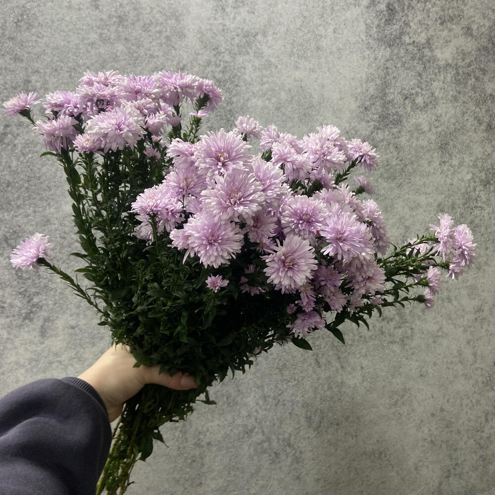 Сентябрины