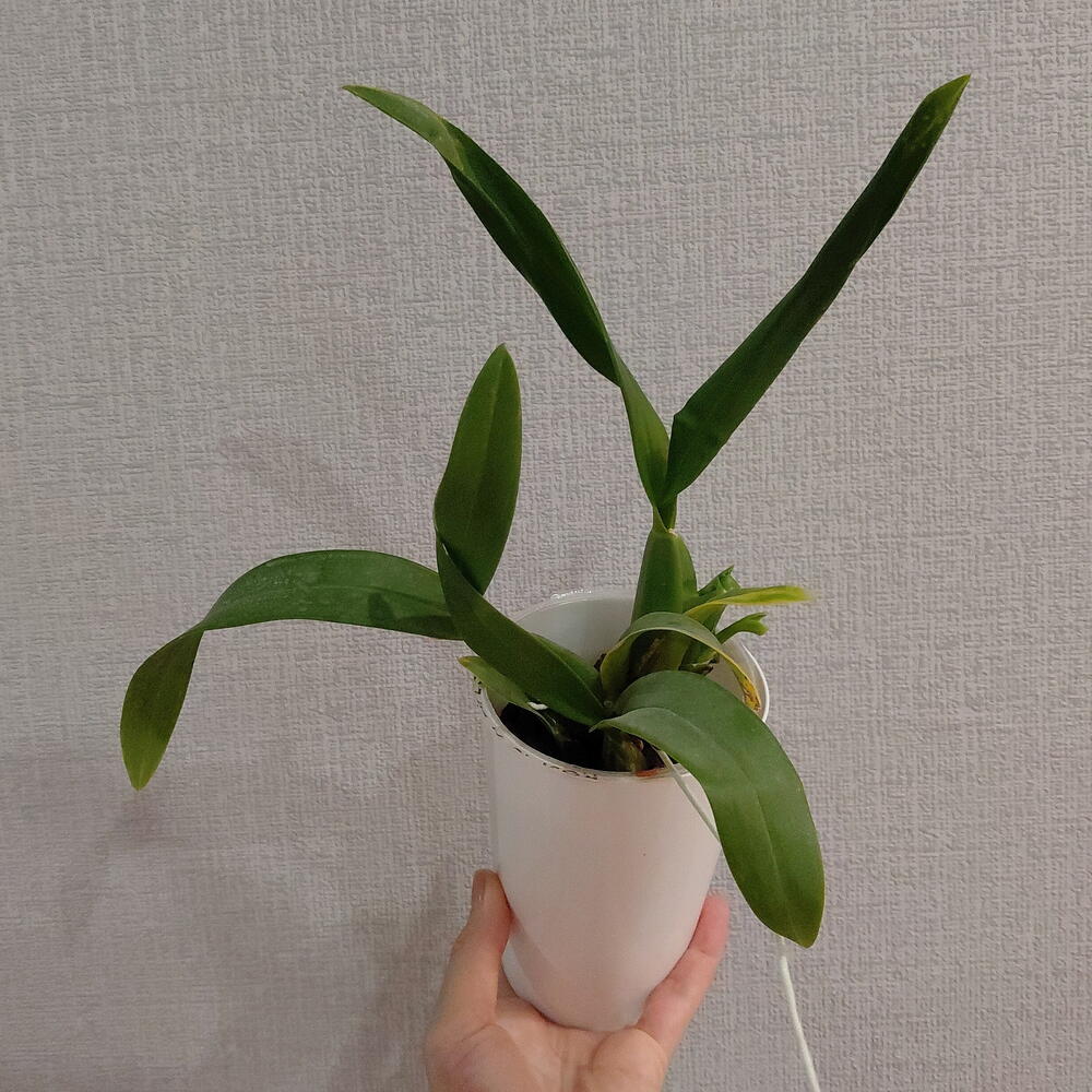 Катлея