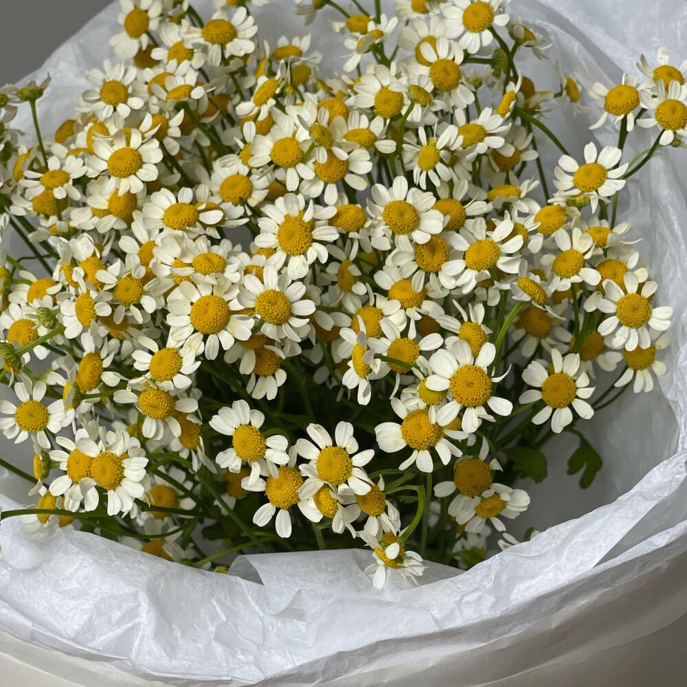 Букет Ромашек