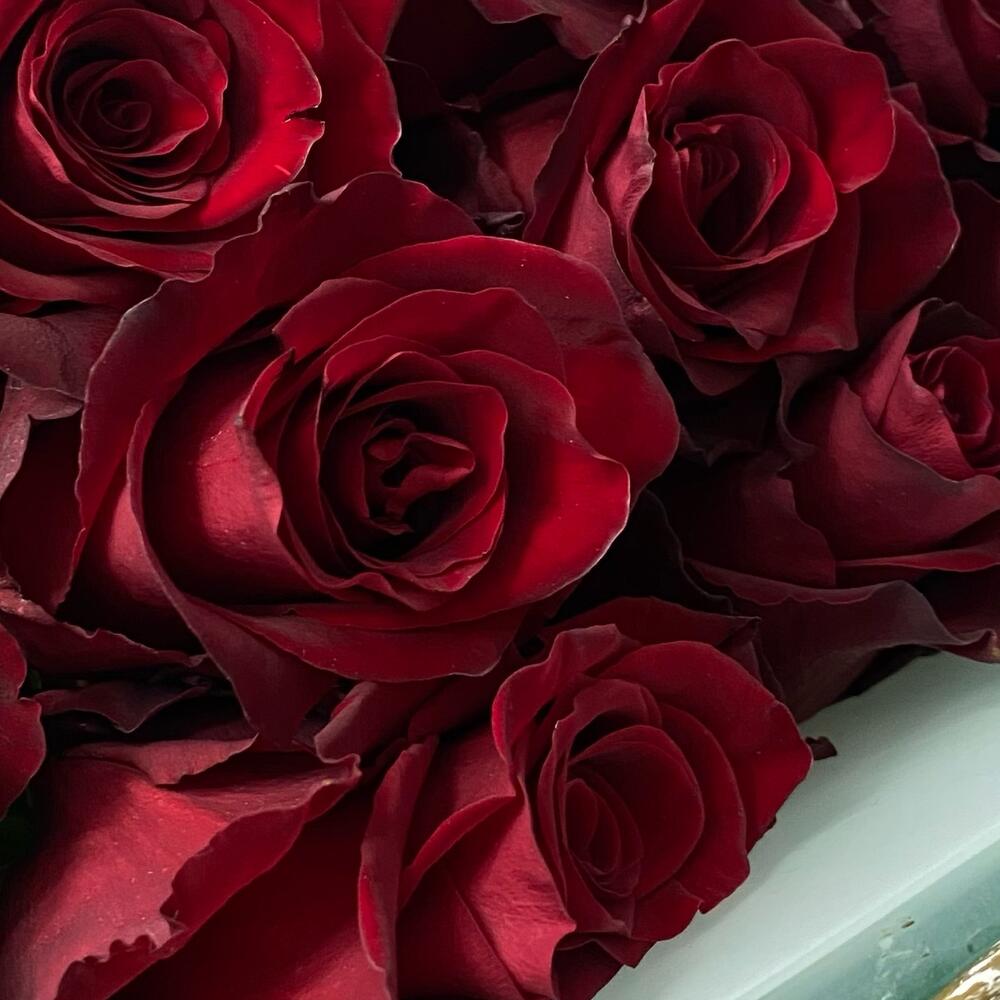 Rosa EXPLOTADOR - 70 cm