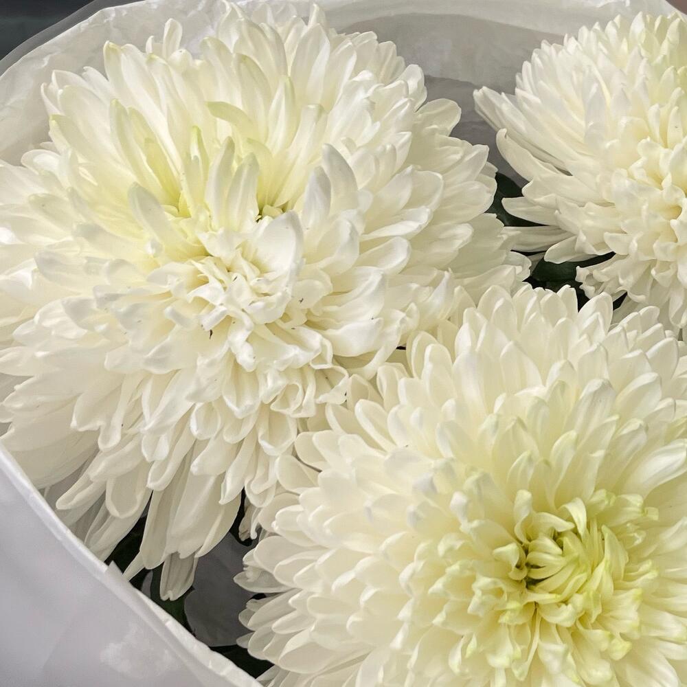 🌸 Букет: 3 одноголовые хризантемы