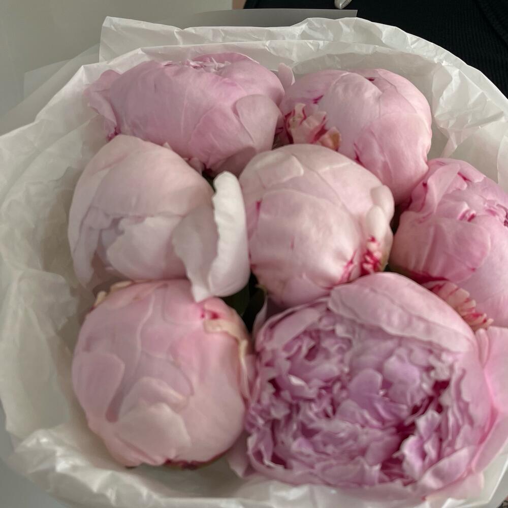 Букет из нежных Пион 🌸