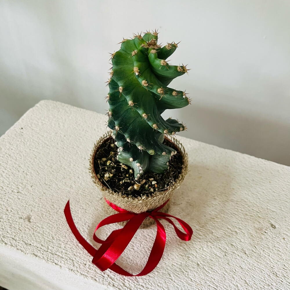Коллекционный кактус Цереус спиральный — Cereus Spiralis