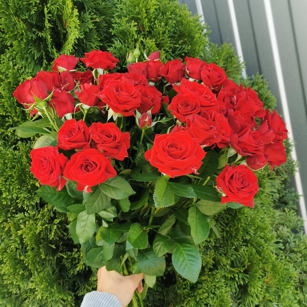 Ред демешл 15️