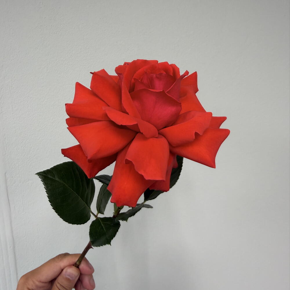 Французская роза «Нина» 🌹