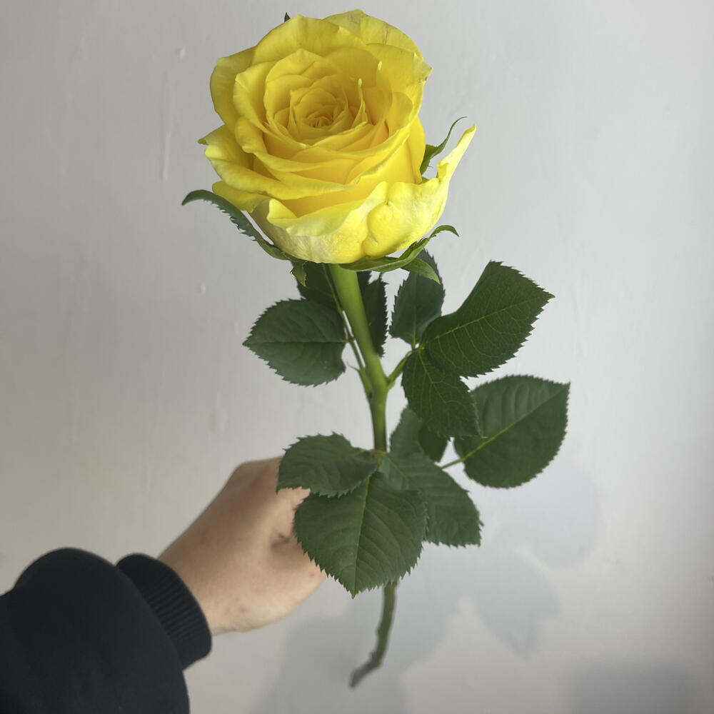 Роза жёлтая 💛