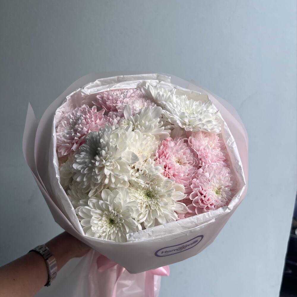 Chrysanthemum softness