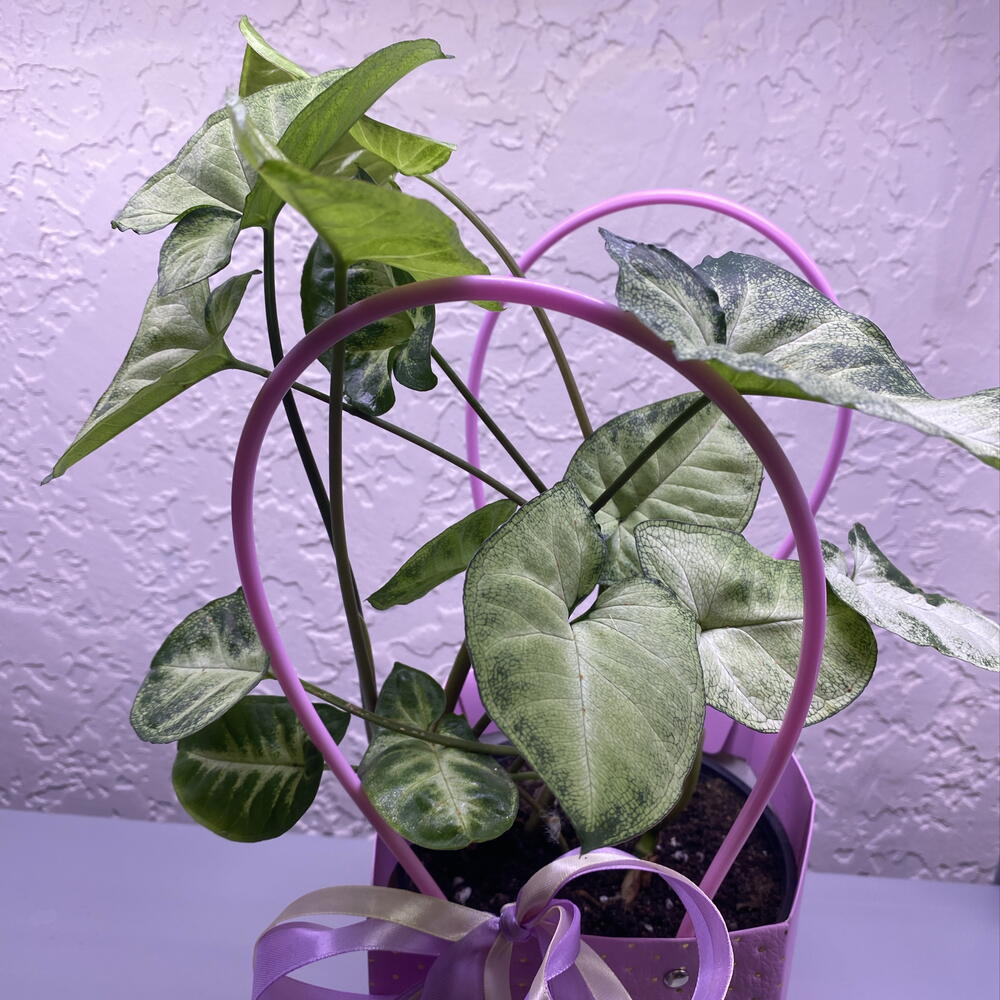Syngonium (Сингониум)