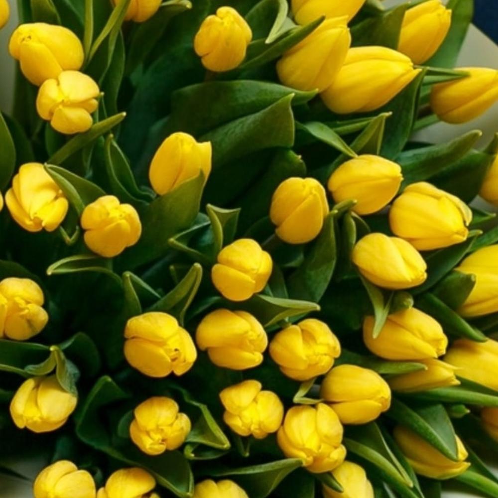 Yellow sunny 45 tulips