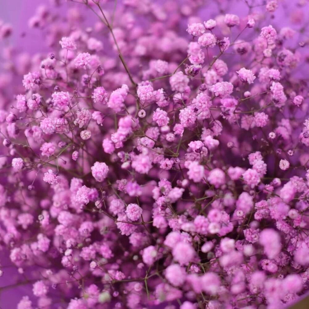 Nube rosa de gypsophila
