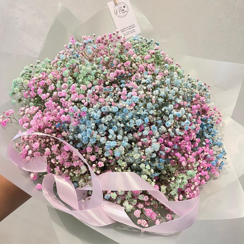 Gypsophila rainbow 