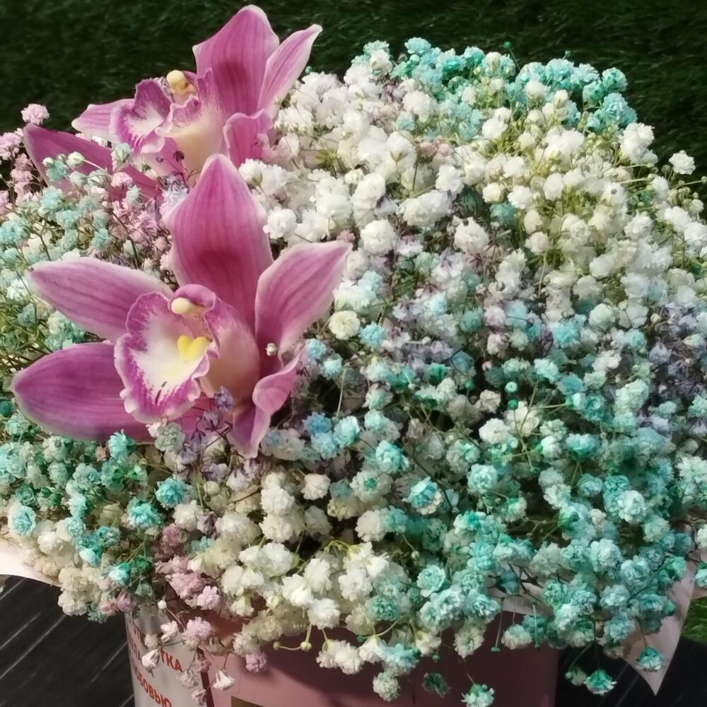 Cymbidium and gypsophila