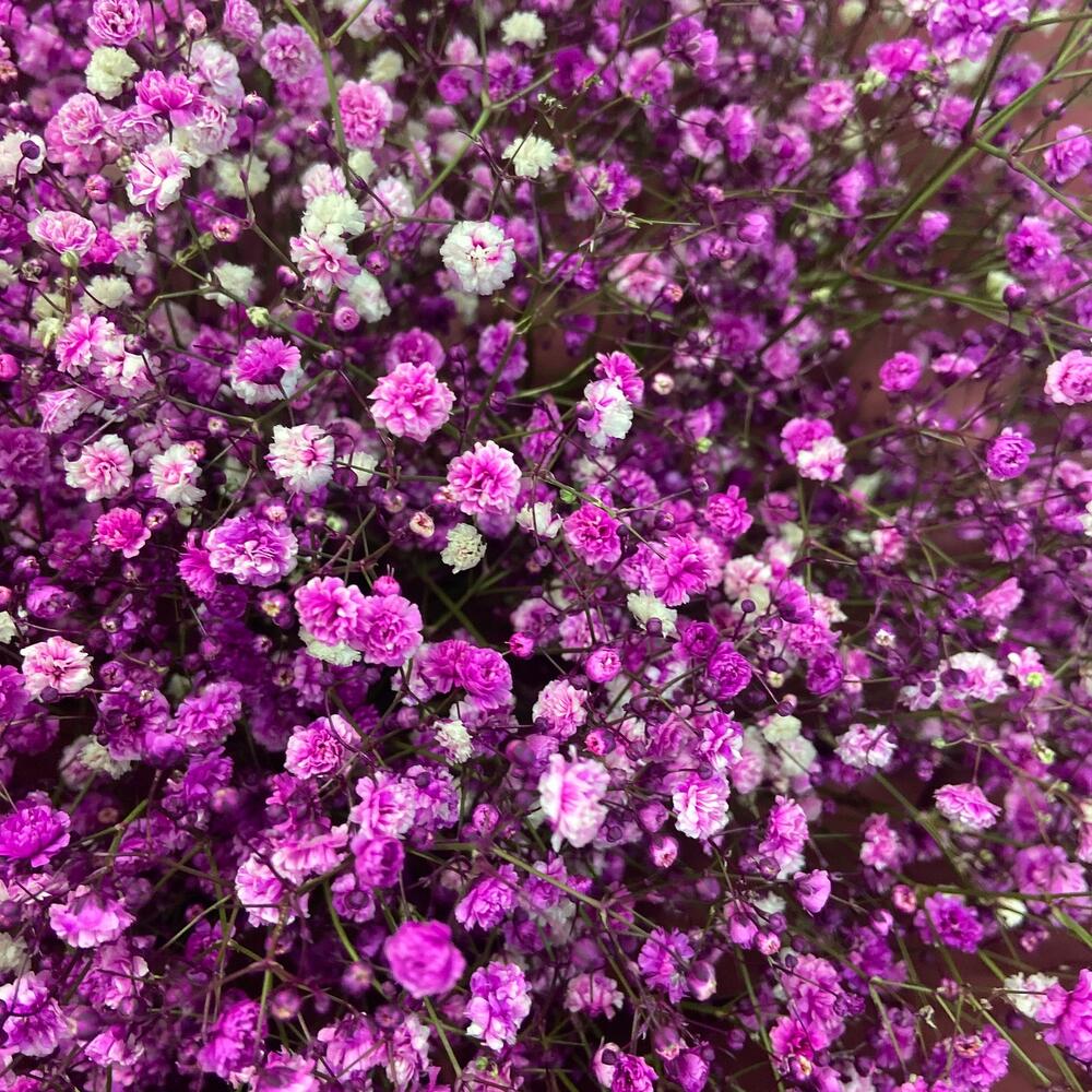 Ramo de gypsophila