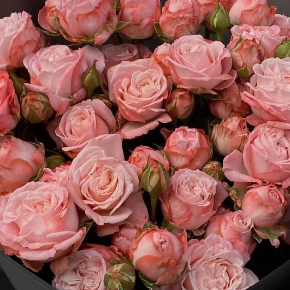 Madam Bombastic Spray Roses