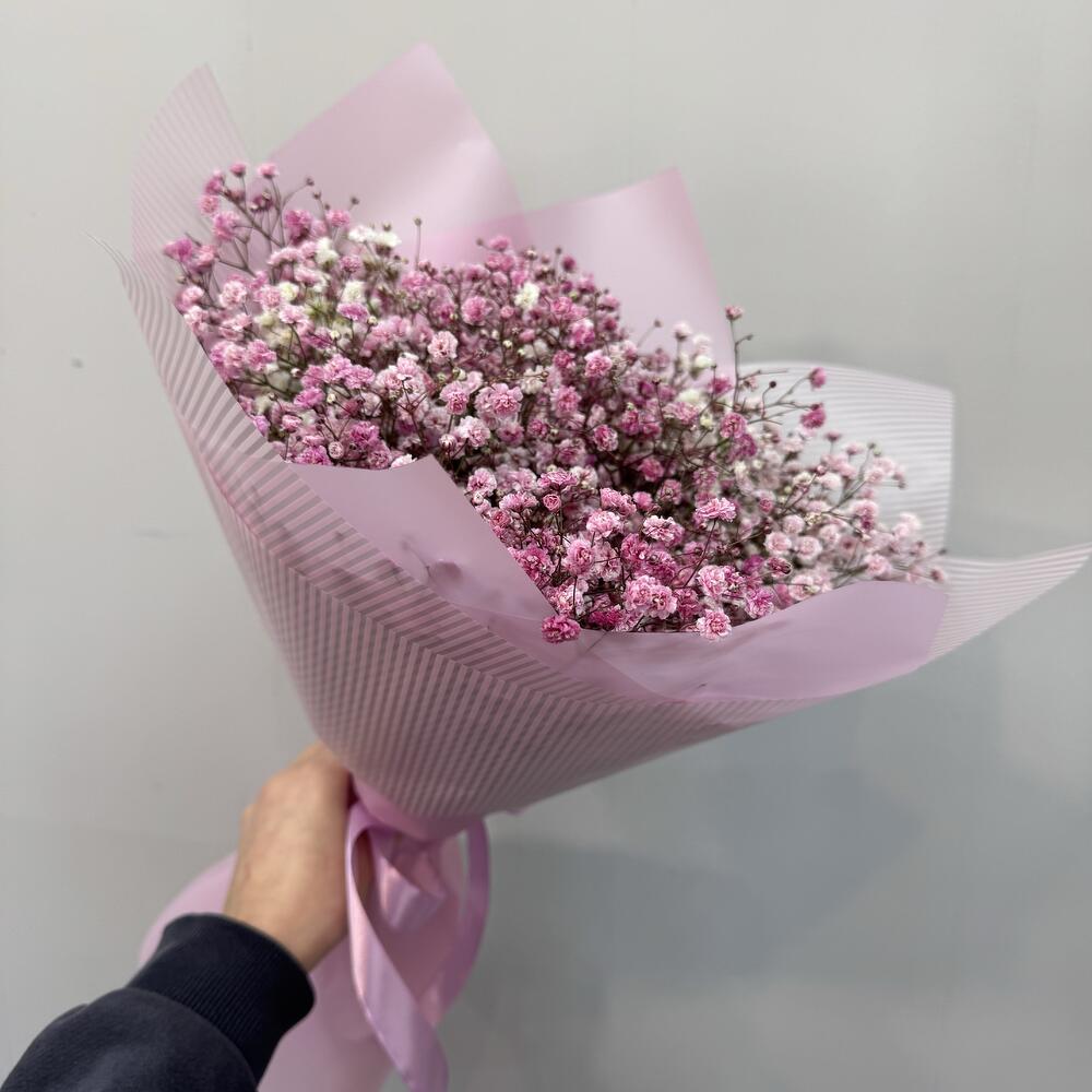 Gypsophila