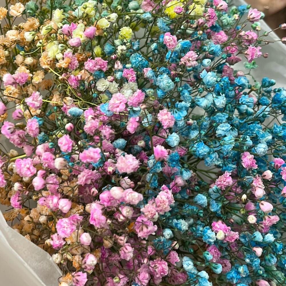 Радужные гипсофилки 🍭